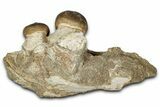 Crushing Mosasaur (Igdamanosaurus) Jaw Section - Morocco #353156-1